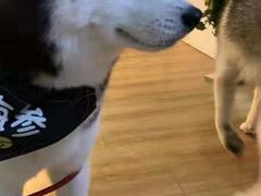 -Husky Go! 哈士奇体验馆·宠物咖啡厅狗咖