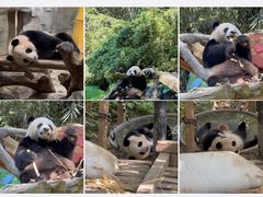 -广州长隆野生动物世界