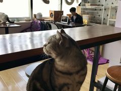 -Cappucimeow猫咪咖啡馆(韦伯时代店)