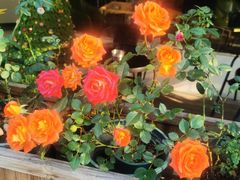 -溪岸路花鸟市场