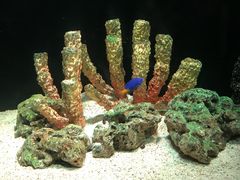 -暹罗海洋世界