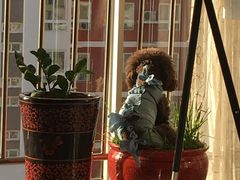 -北京赛佳动物医院