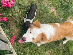 -趣玩宠物乐园寄养训犬训狗游泳池