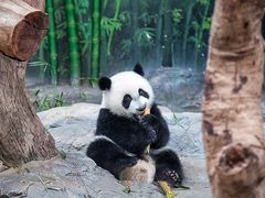 -广州长隆野生动物世界