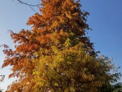 -泗洪洪泽湖湿地景区