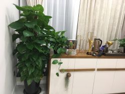 -MIVI半永久纹眉机器野生眉纹唇