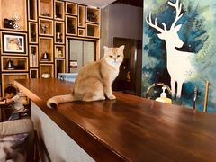 -咖法森林·咖啡  酒吧(天河店)