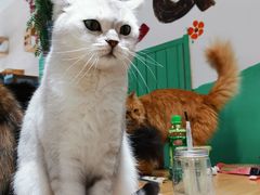 -藏猫猫咖啡主题馆(中央大道店)