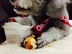 -Oh My Dog宠物沙龙(伊珊娜皮毛护理店)