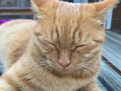 -喵屿·大理花园猫咖