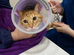 -爱侣宠医·鹦鹉专科·小型哺乳类·异宠专科(灵石路店)