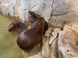 -Zoolung Zoolung动物主题公园(海信广场店)