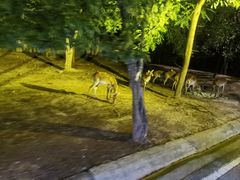 -清迈夜间动物园