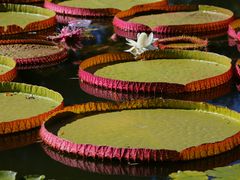 -国家植物园南园