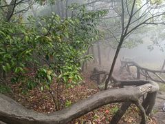 -梧桐山风景名胜区