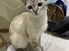 -藏猫猫咖啡主题馆(中央大道店)
