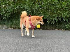 -佳雯宠物医院·皮肤科·内外科(春晓路分院)