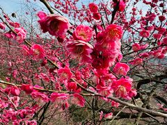 -新建村梅花
