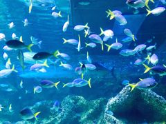 -悉尼海洋生物水族馆