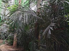 -呀路古热带植物园