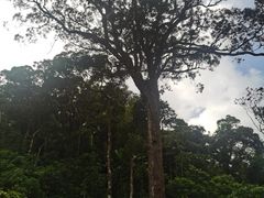 -海南热带雨林国家公园吊罗山景区