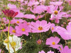 -君乐宝优致牧场