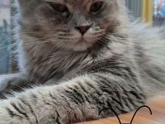 -楼上猫咖(罗湖店)