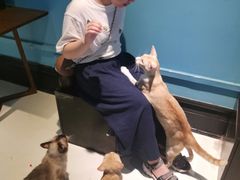 -猫色咖啡·猫咖