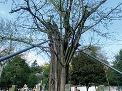 -上海佘山国家森林公园天马山园