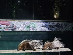 -清迈夜间动物园