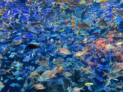 -成都浩海立方海洋公园