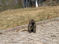 -哈尔滨北方森林动物园