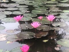 -中国科学院西双版纳热带植物园