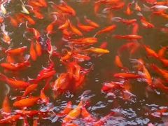 -江湾神木园