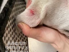 -美联众合爱康动物医院•复杂内科•肿瘤科•牙科•腔镜诊疗中心