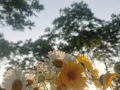 -贡湖湾湿地公园