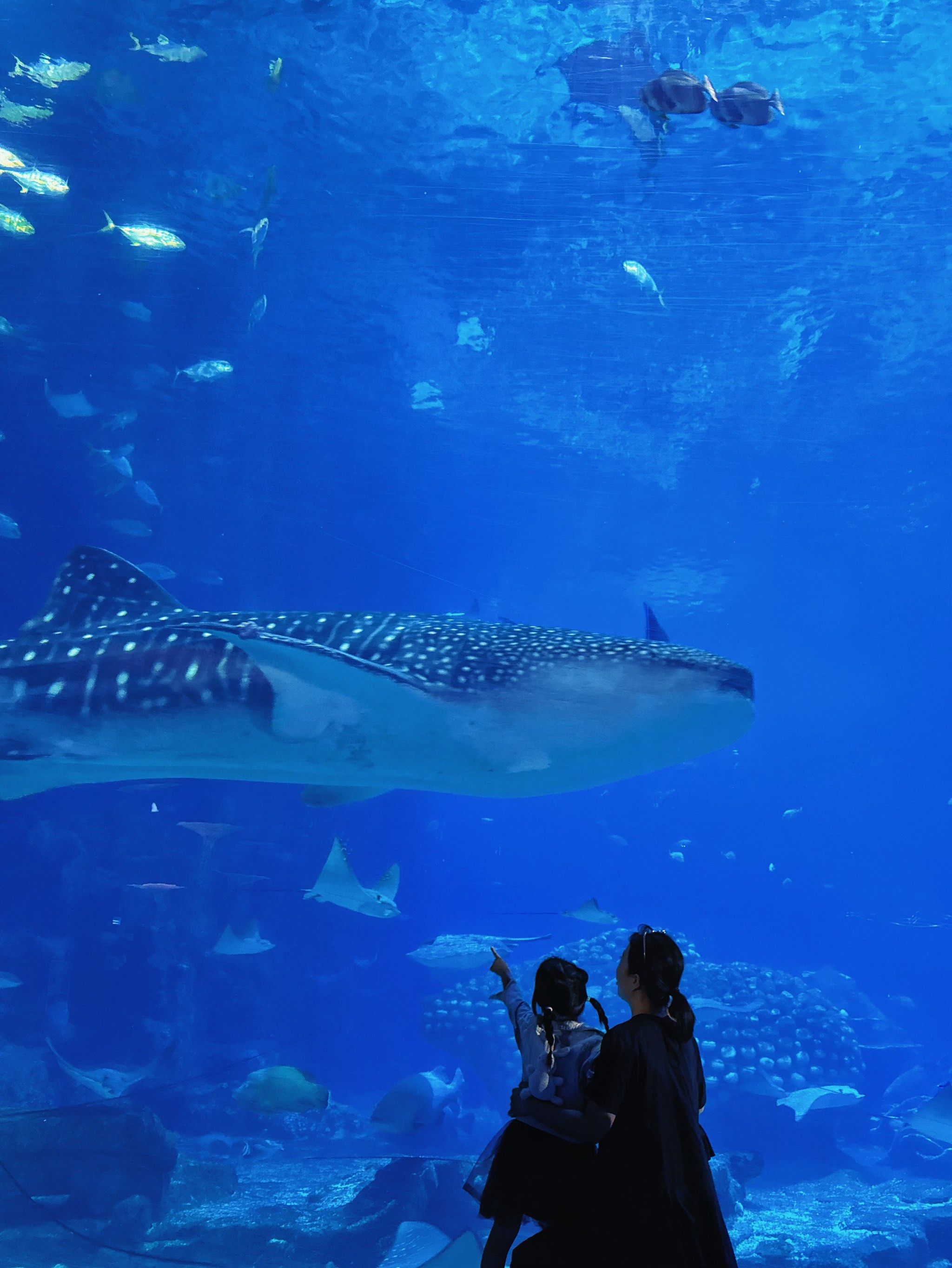 长隆鲸鲨奇妙夜