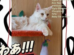 -猫腻·猫咖·撸猫馆(星光大道店)
