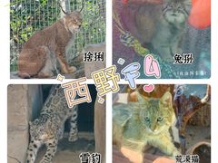 -青藏高原野生动物园