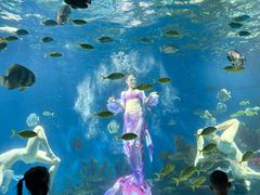 -海合安武汉极地海洋公园