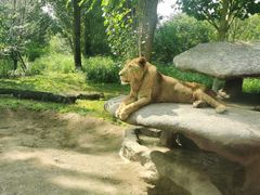 -北京野生动物园