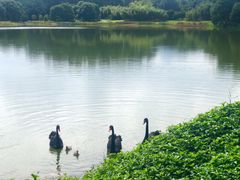 -福建鲤鱼洲酒店