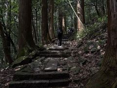 -天目山大树王景区