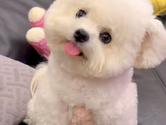 -宠爱多约克夏马尔济斯泰迪小型犬专卖