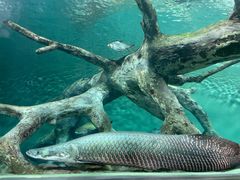 -上海海洋水族馆