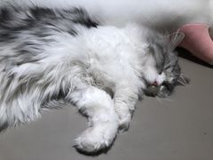 -猫腻·猫咖·撸猫馆(星光大道店)