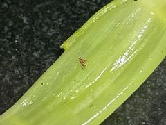 空心菜虫子-海浪食店(湖滨中路店)