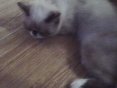 -喵园·猫主题咖啡厅·撸猫·猫咖(国贸店)