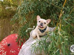 -超宠爱宠物摄影-Super pet
