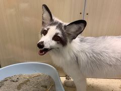 -藦茜花园宠物主题亲子互动体验馆(国顺东路店)